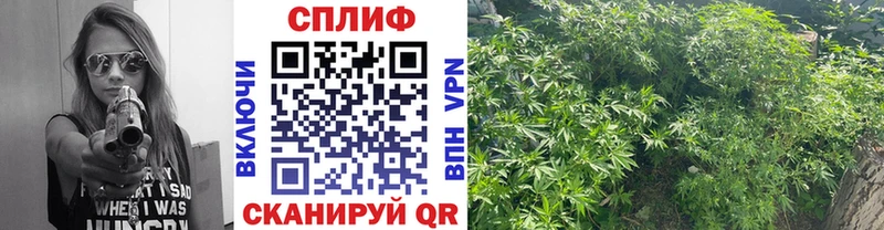 Каннабис Amnesia  Анива 